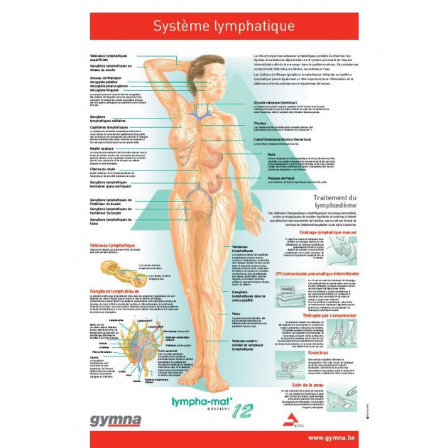 Poster lymphestelsel FR - 60 x 80 cm