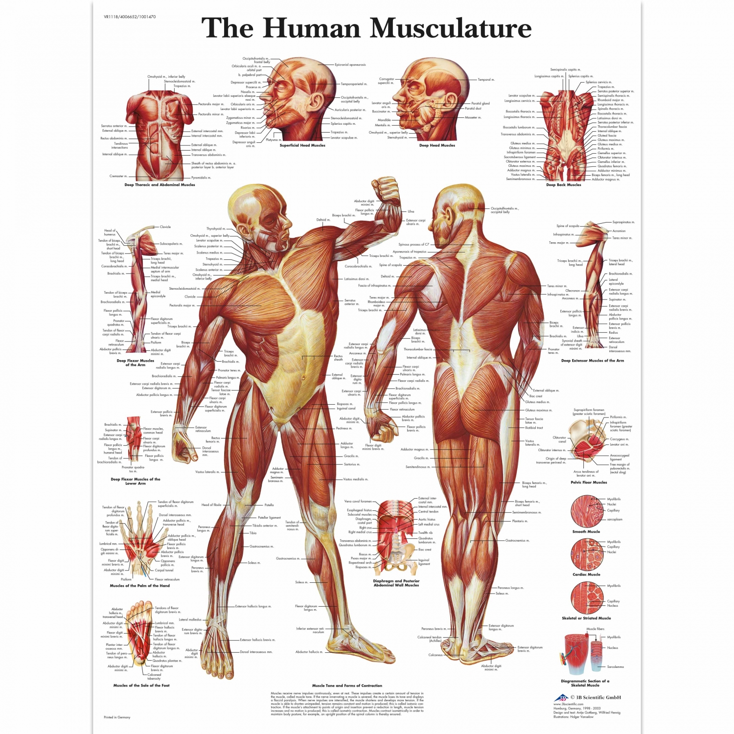 Wandplaat geplastificeerd Human Musculature - 50 x 67 cm