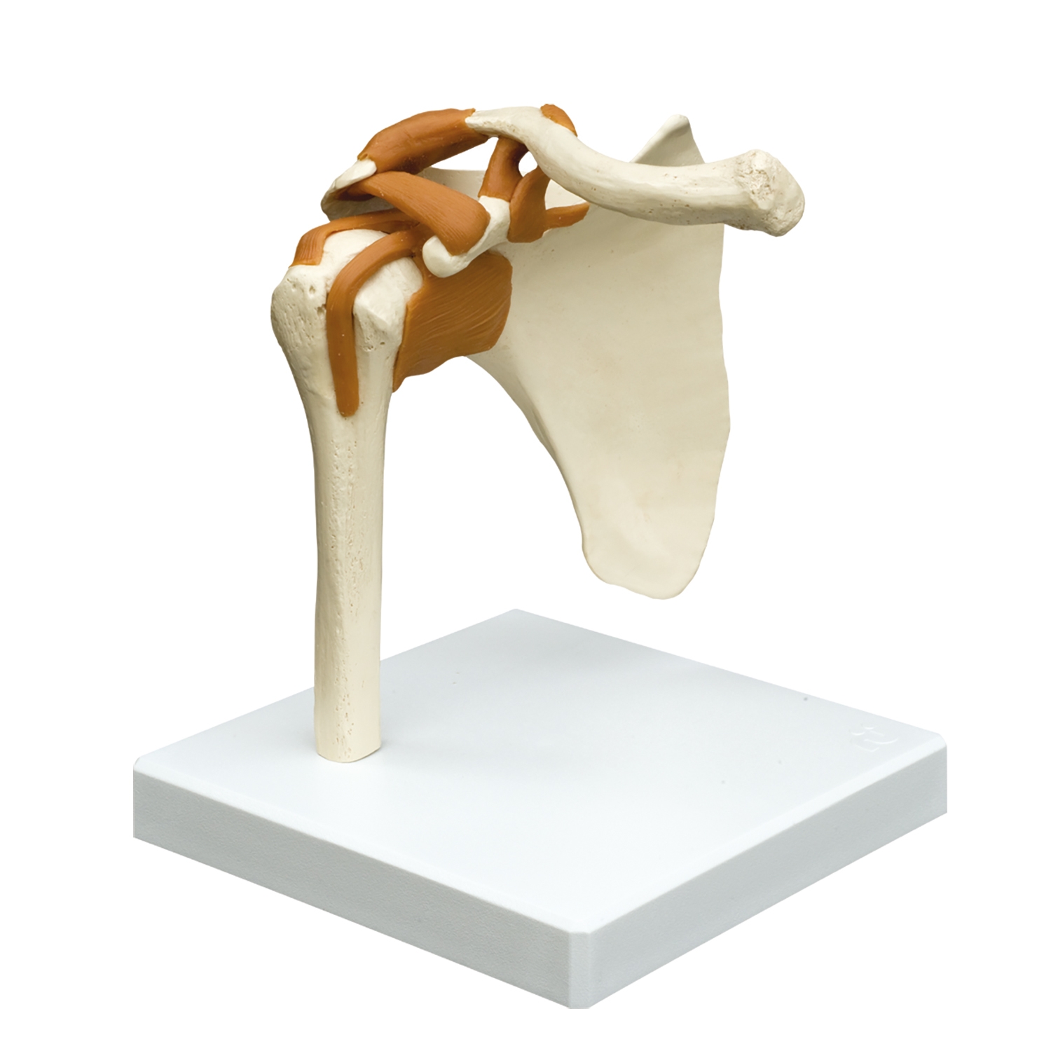 Anatomisch model - schoudergewricht + ligamenten