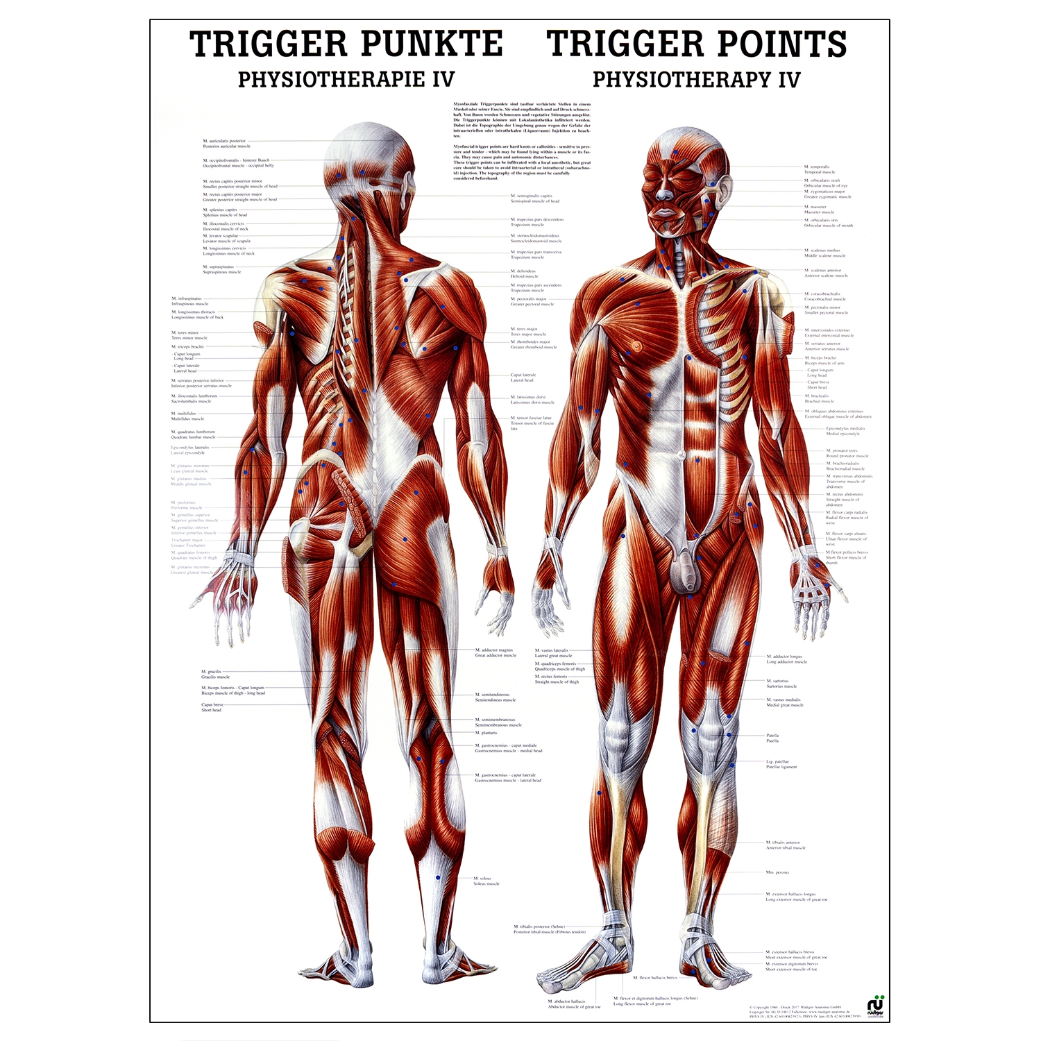 Poster triggerpoints - gelamineerd - 50 x 70 cm