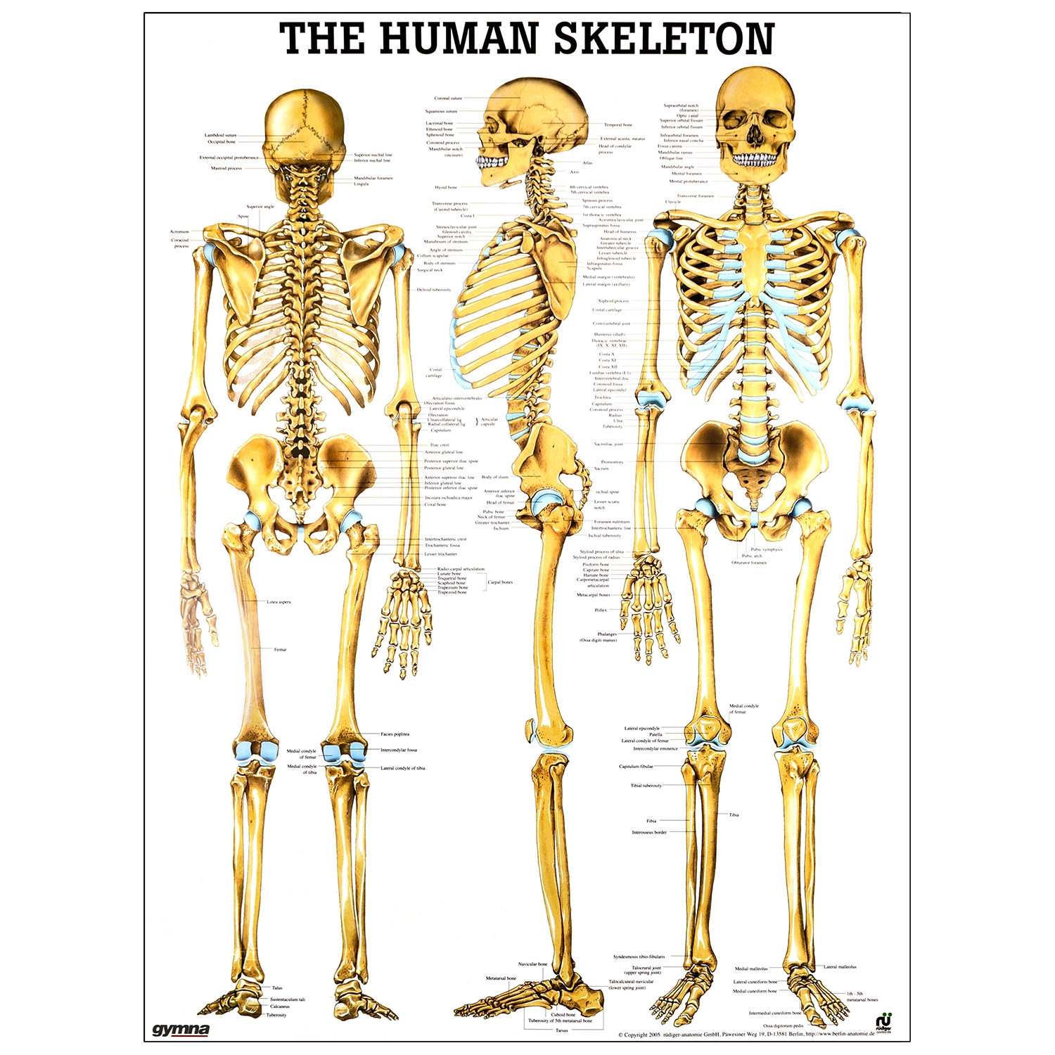 Poster human skeleton - gelamineerd - 50 x 70 cm