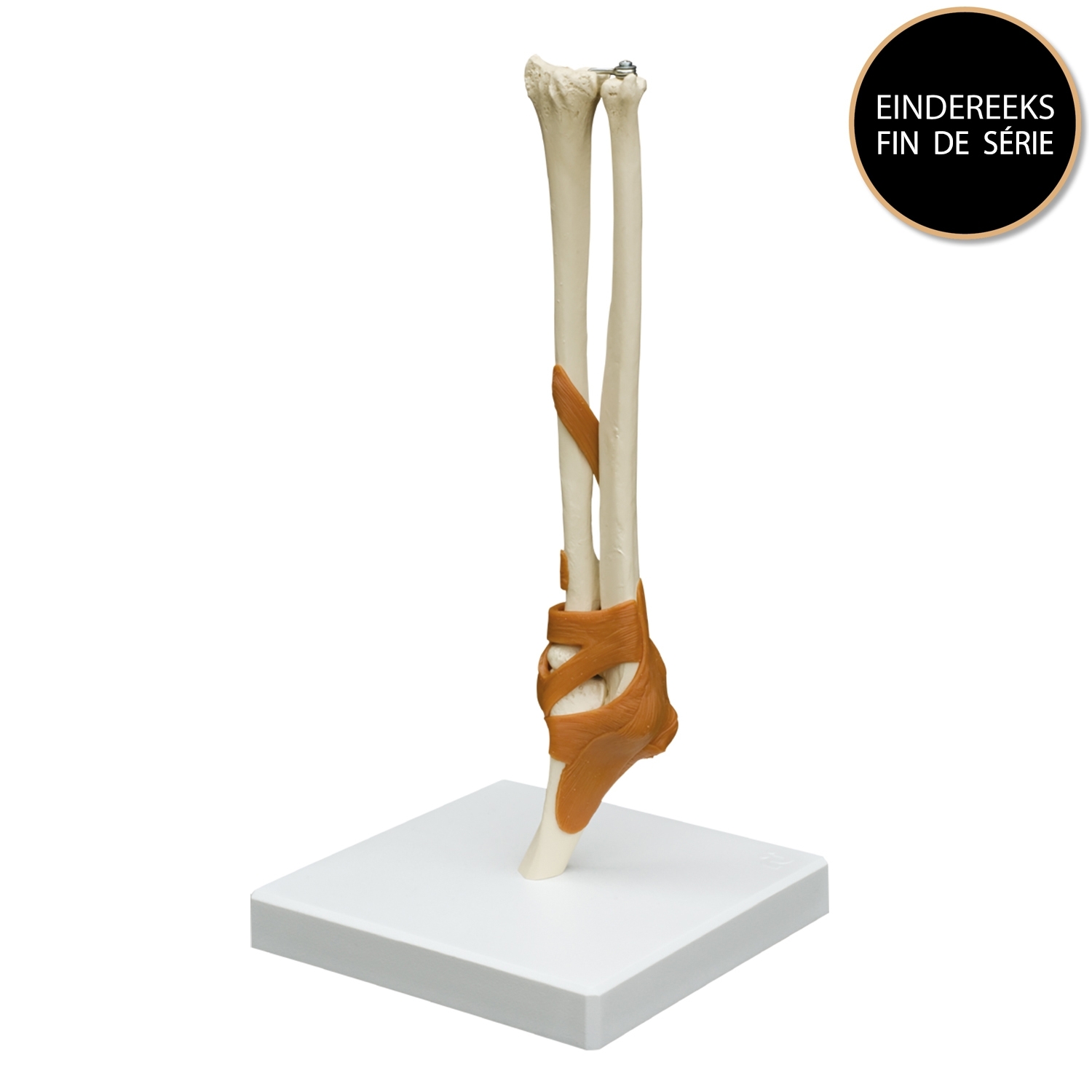 Modèle anatomique - coude avec ligaments