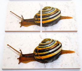 Houten puzzeldoos - dieren - 2 stukken