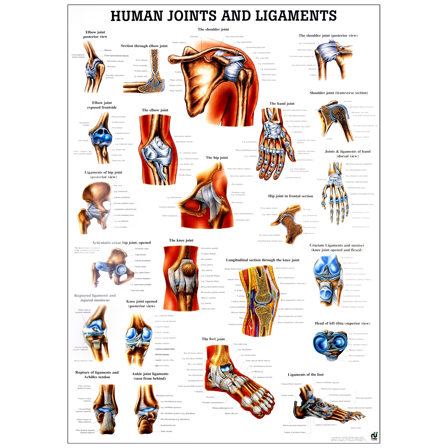 Poster human joints and ligaments - gelamineerd  - 70 x 100 cm