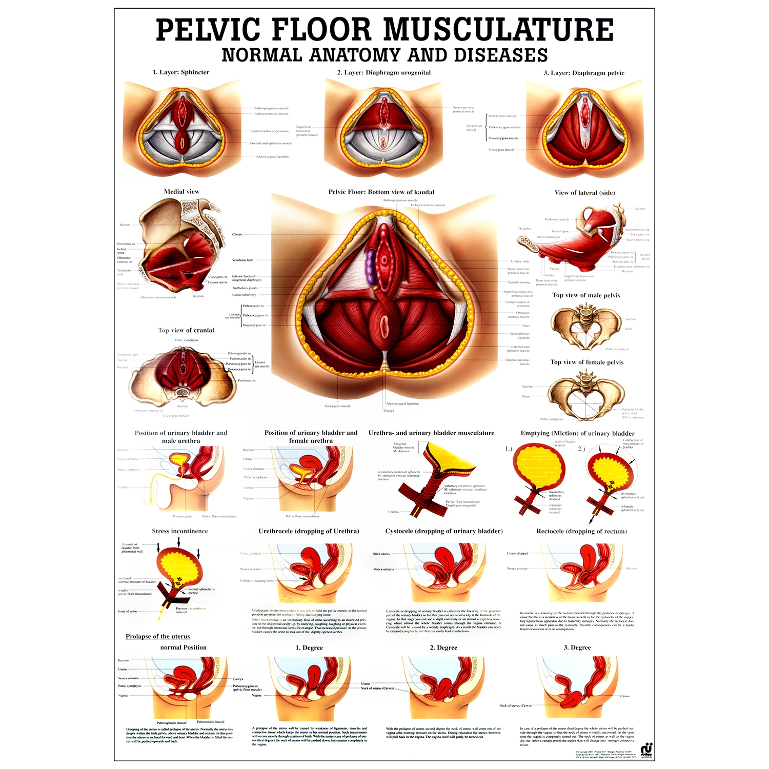 Poster pelvic floor musculature - gelamineerd - 70 x 100 cm