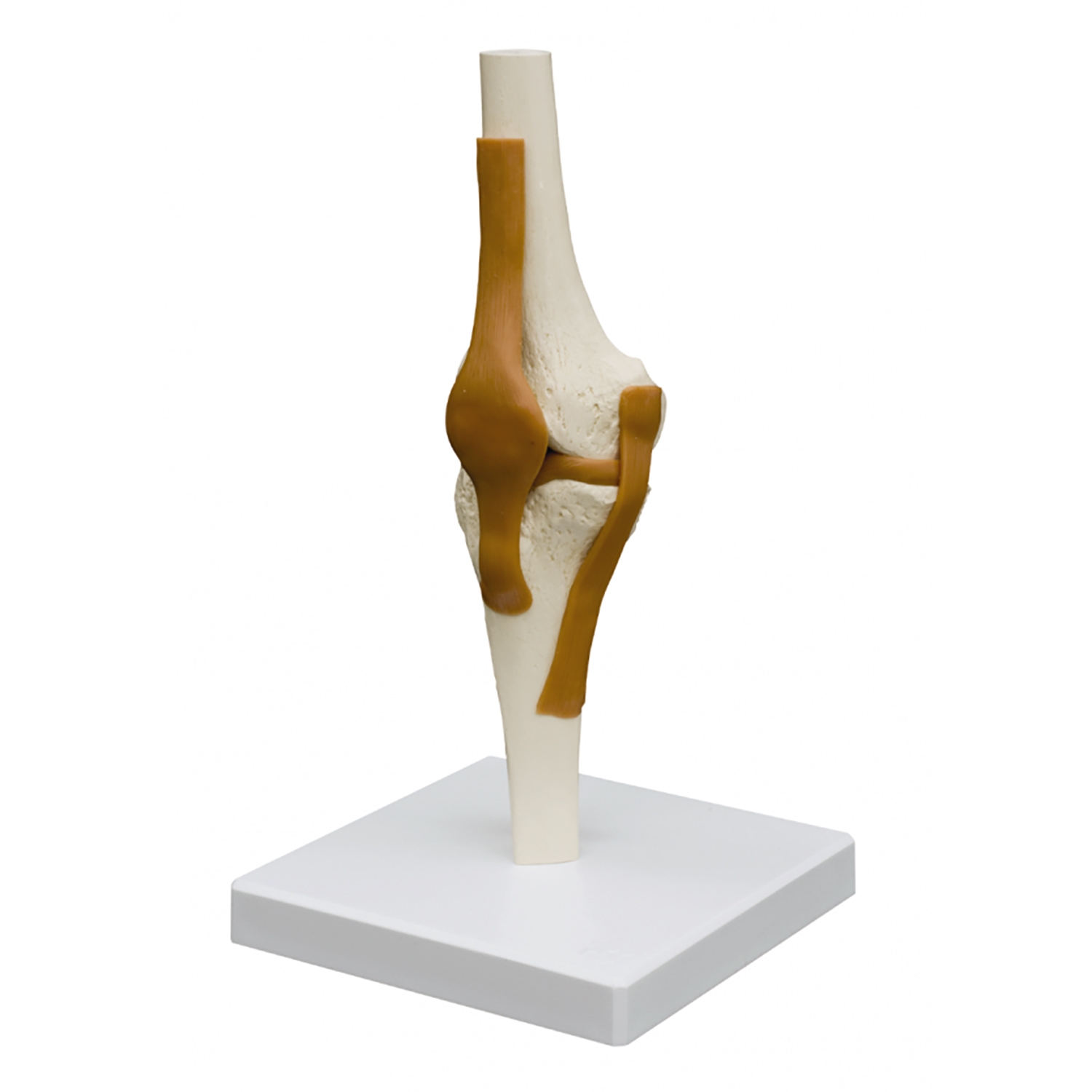 Modèle Anatomique - genou avec ligaments