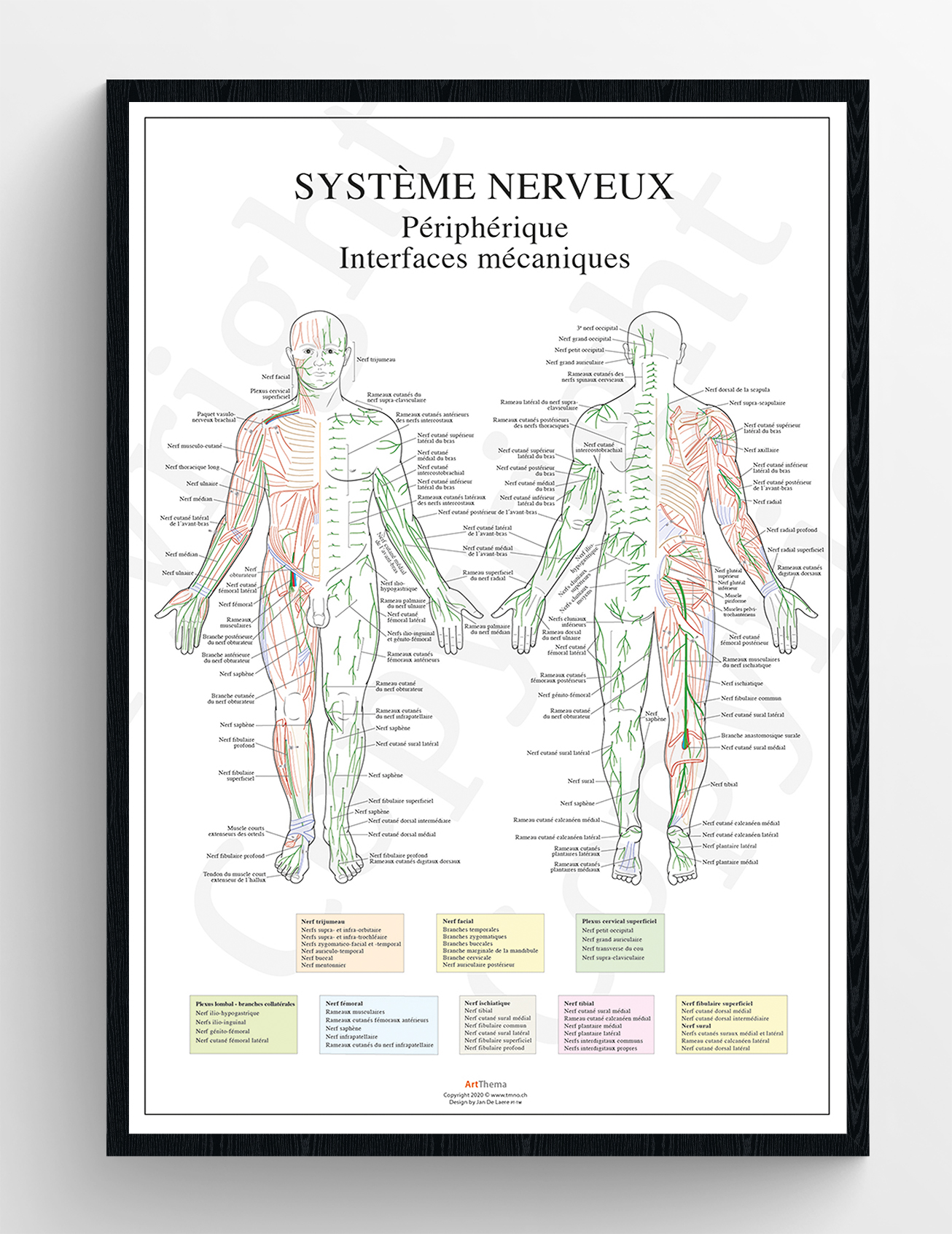 Set de 2 planches Dermatomes  - laminé - 60 x 90 cm