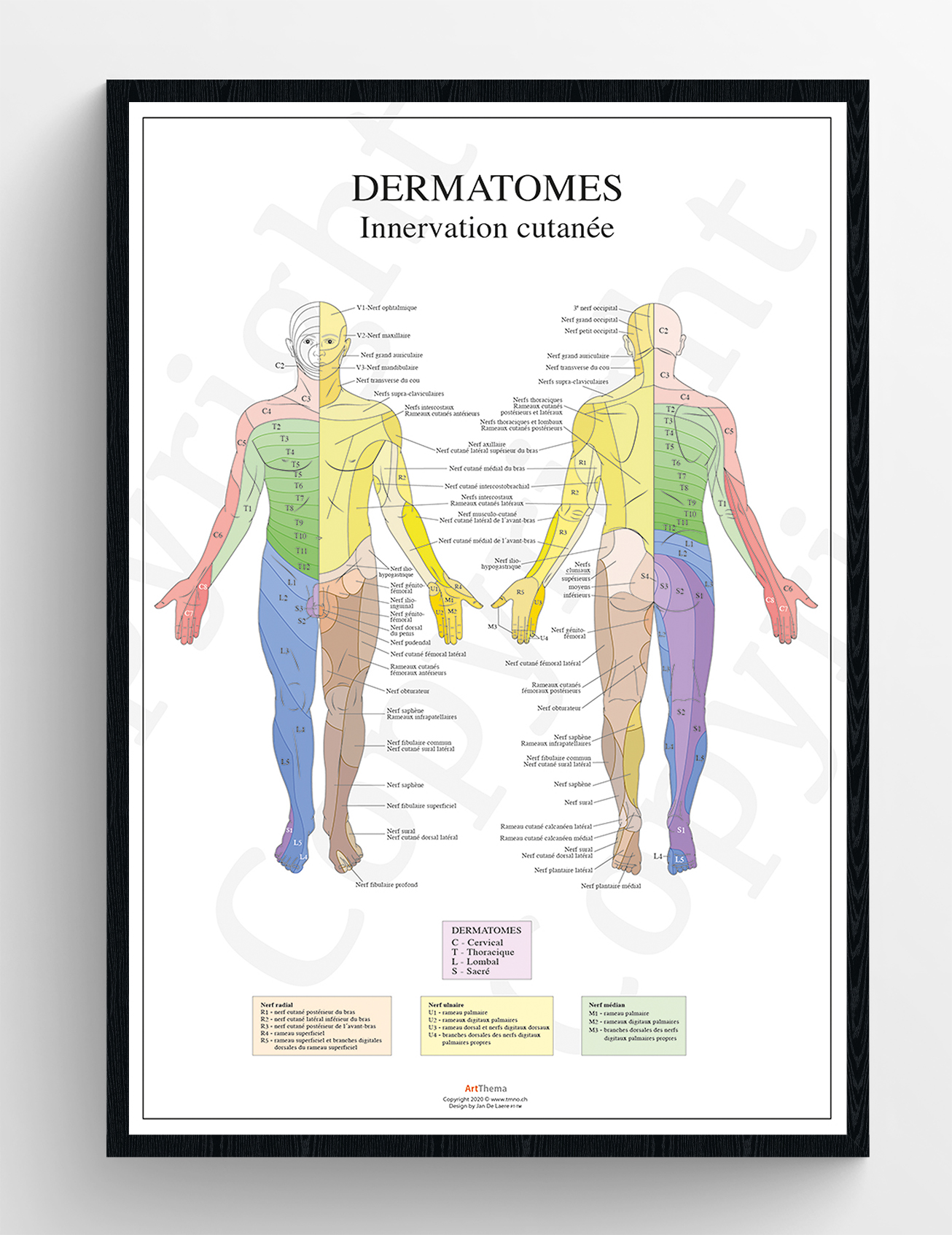 Set de 2 planches Dermatomes  - laminé - 60 x 90 cm