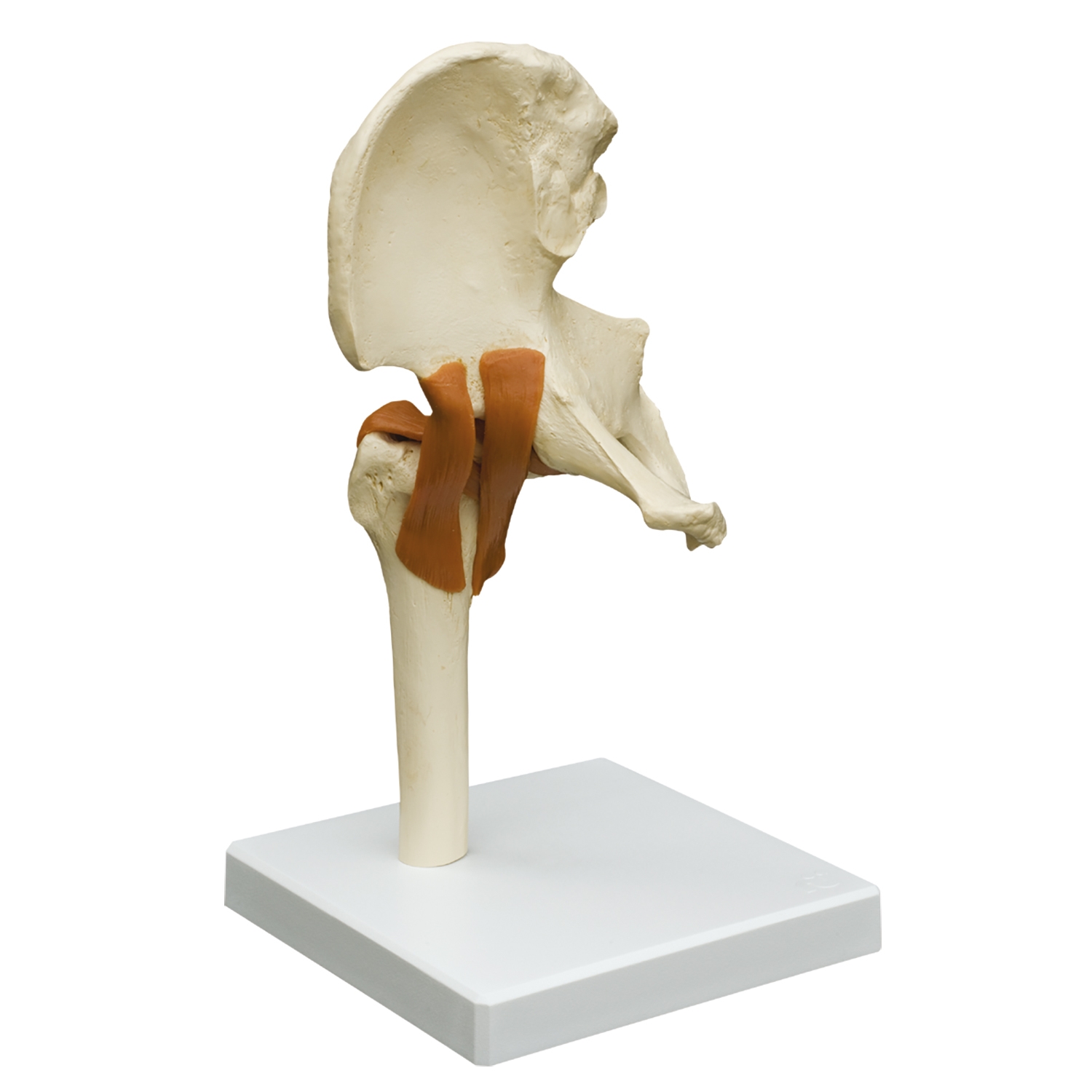 Anatomisch model - heupgewricht + ligamenten